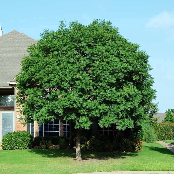 Brighter Blooms - Chinese Pistache Tree, 4-5 ft. - No Shipping To AK, AZ, HI