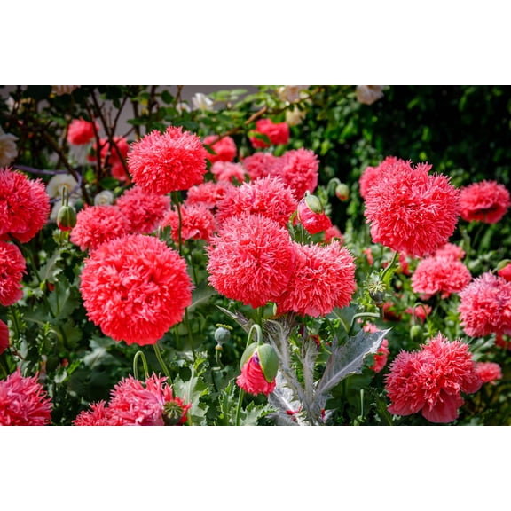 100 Seeds Giant Double RED PEONY POPPY Papaver Peoniflorum Flower Seeds