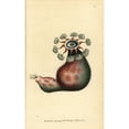 thumbnail image 2 of Sea Squirt, Clavelina Fasciculata Poster Print By ® Florilegius Mary Evans (18 X 24), 2 of 4