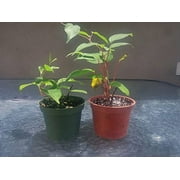 9GreenBox - 2 Hardy Kiwi Plants - Actinidia - Anna and Meader