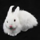 thumbnail image 5 of Decoración Realista Muñeca del Conejo Animal Figurita Hogar Oficina Niños # 2 Sunnimix Muñeca de conejo, 5 of 8