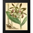 thumbnail image 2 of Curtis, William 12x14 Black Modern Framed Museum Art Print Titled - Orchid, Cattleya Guttata, 2 of 5