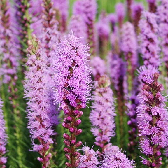 Liatris Spicita, Gayfeather/Blazing Star Flower Bulbs - 5 Bulbs per Pack - Deer Resistant - Good as Cut Flowers - Naturalizing - Perennializing - Easy to Grow Live Plants - Outdoor Garden