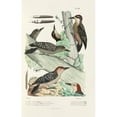 thumbnail image 2 of Alfred Malherbe 11x14 Gold Ornate Wood Frame and Double Matted Museum Art Print Titled - Monograph of Picidae Pl32 (1861-1862), 2 of 4