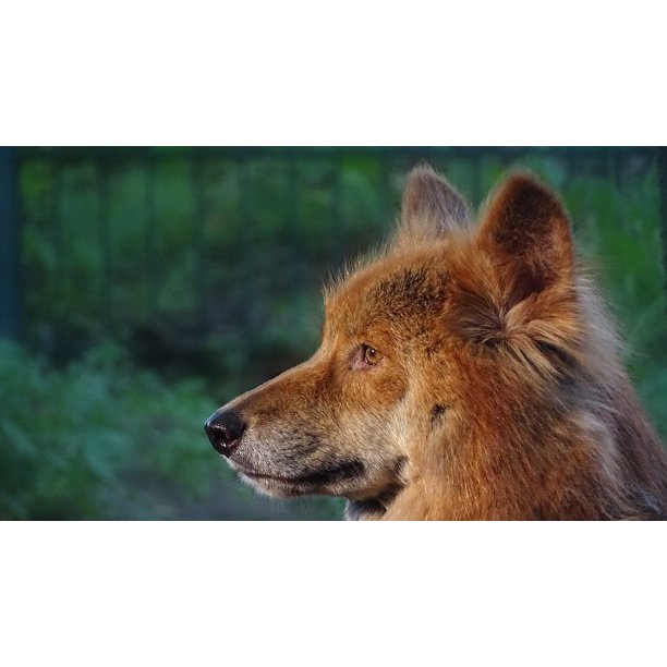 Australian Dingoes Australia Dingoes Dingo Animals-12 Inch BY 18 Inch