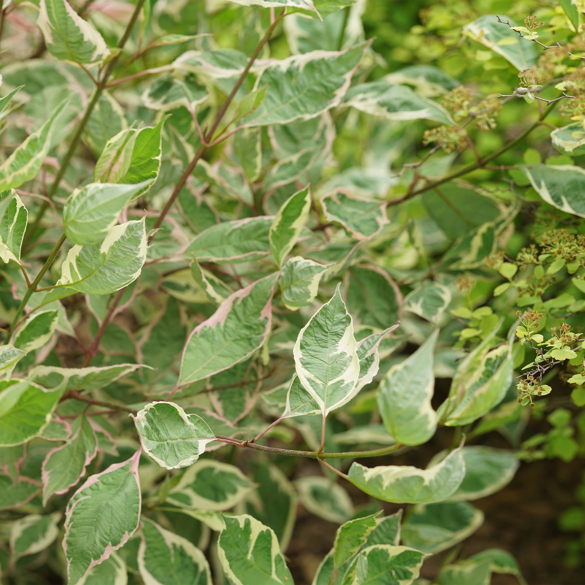 Proven Winners ColorChoice Sgt Pepper Dogwood Live Shrub (2 Gallon)