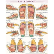 VINCENT PEREZ Reflexology Poster (22 x 28 inches) - Laminated : a QuickStudy Anatomy Reference (Poster)