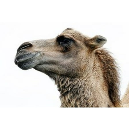 Le chameau du désert - eBook