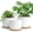 White With Brown Base, variant on Large Plant Pots Set of 3 – 8", 9", 10" Indoor Flower Pots with Drainage Holes and Saucers, Big Planters for Monstera, Fiddle Leaf Fig, Snake Plant – 5 Colors