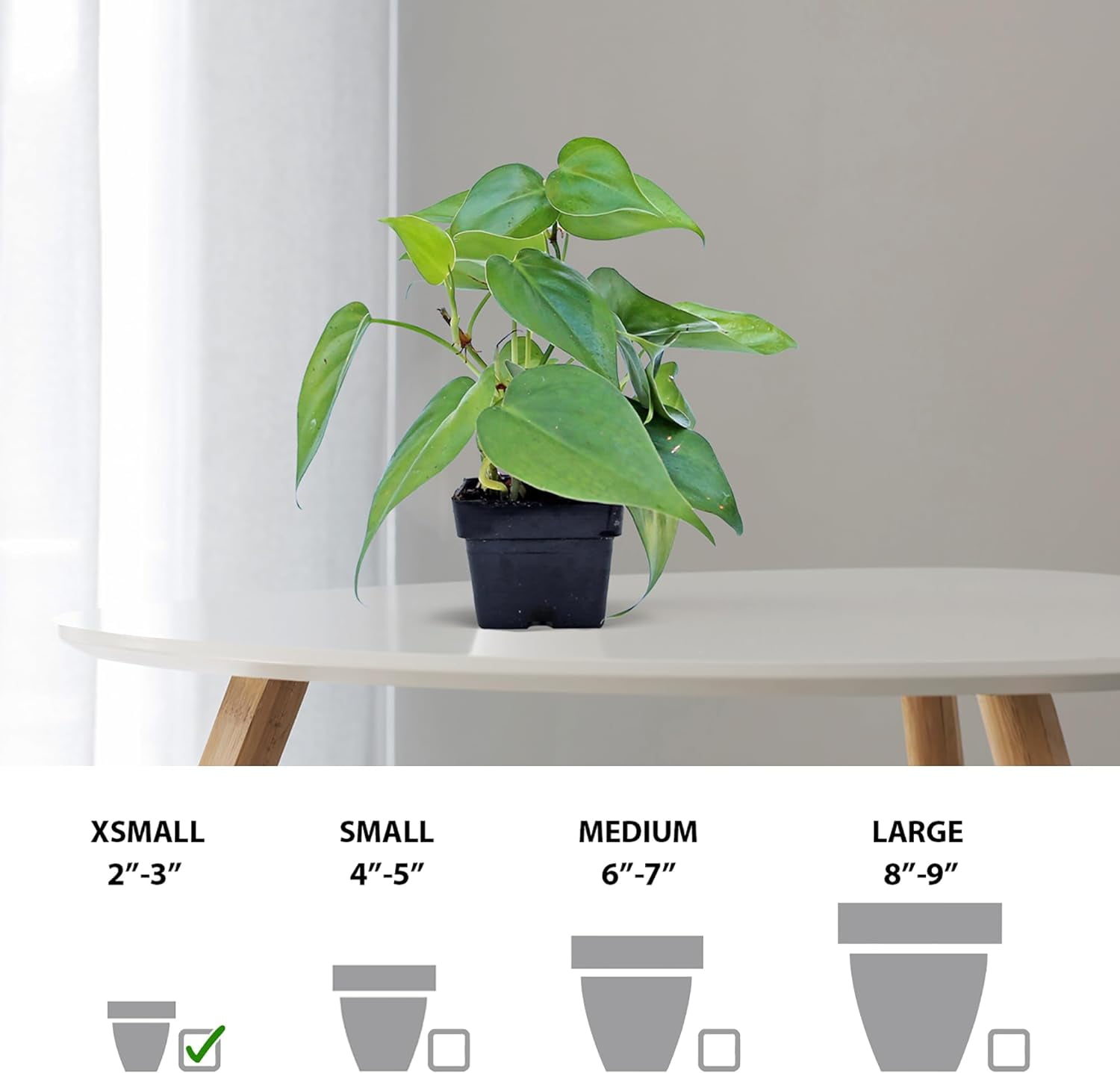 6 Pack Live Heartleaf Green Philodendron in 3 Inch Pots, Philodendron Hederaceum Indoor Houseplants, Vining Live Plants