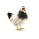 Hansa Black and White French Hen Plush Toy - Walmart.com