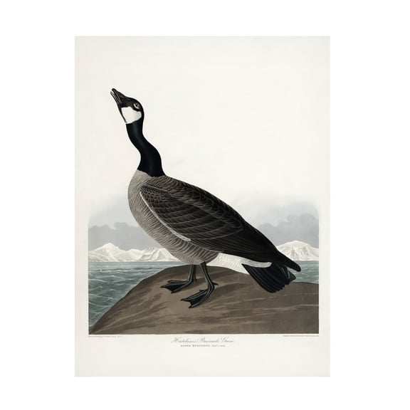 Trademark Fine Art Pictufy Hutchins's Barnacle Goose From Birds of America 1827 Canvas Wall Art