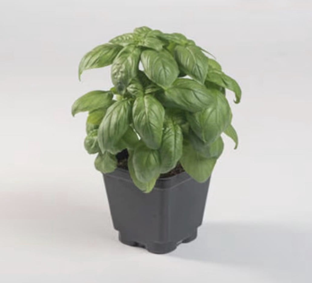 Sweet Basil (Genovese) Plants Certified Organic Herb— 3.5” pot