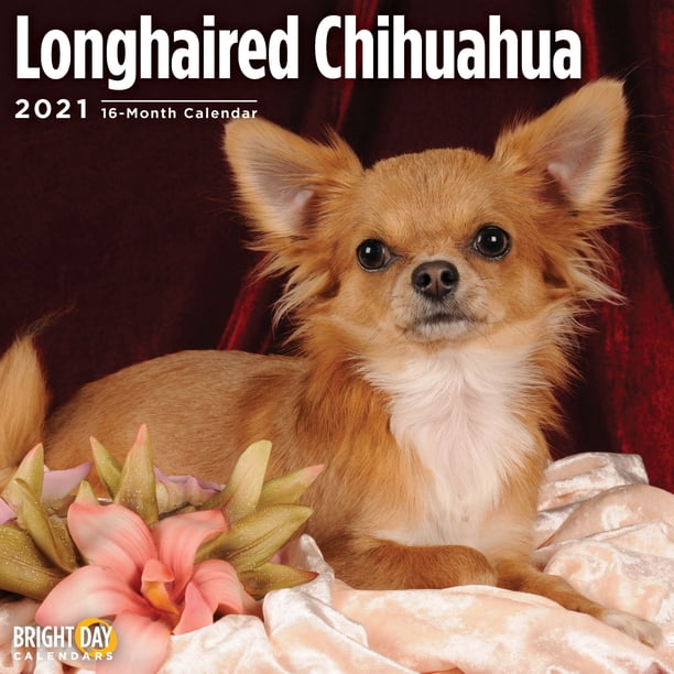 2021 Longhaired Chihuahua Wall Calendar