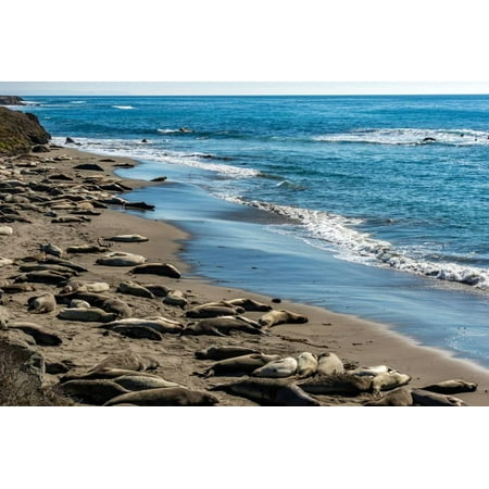 Piedras Blancas Elephant Seal - Elephant Seals on the beach, Piedras Blancas, San Simeon, California, USA Print Wall Art