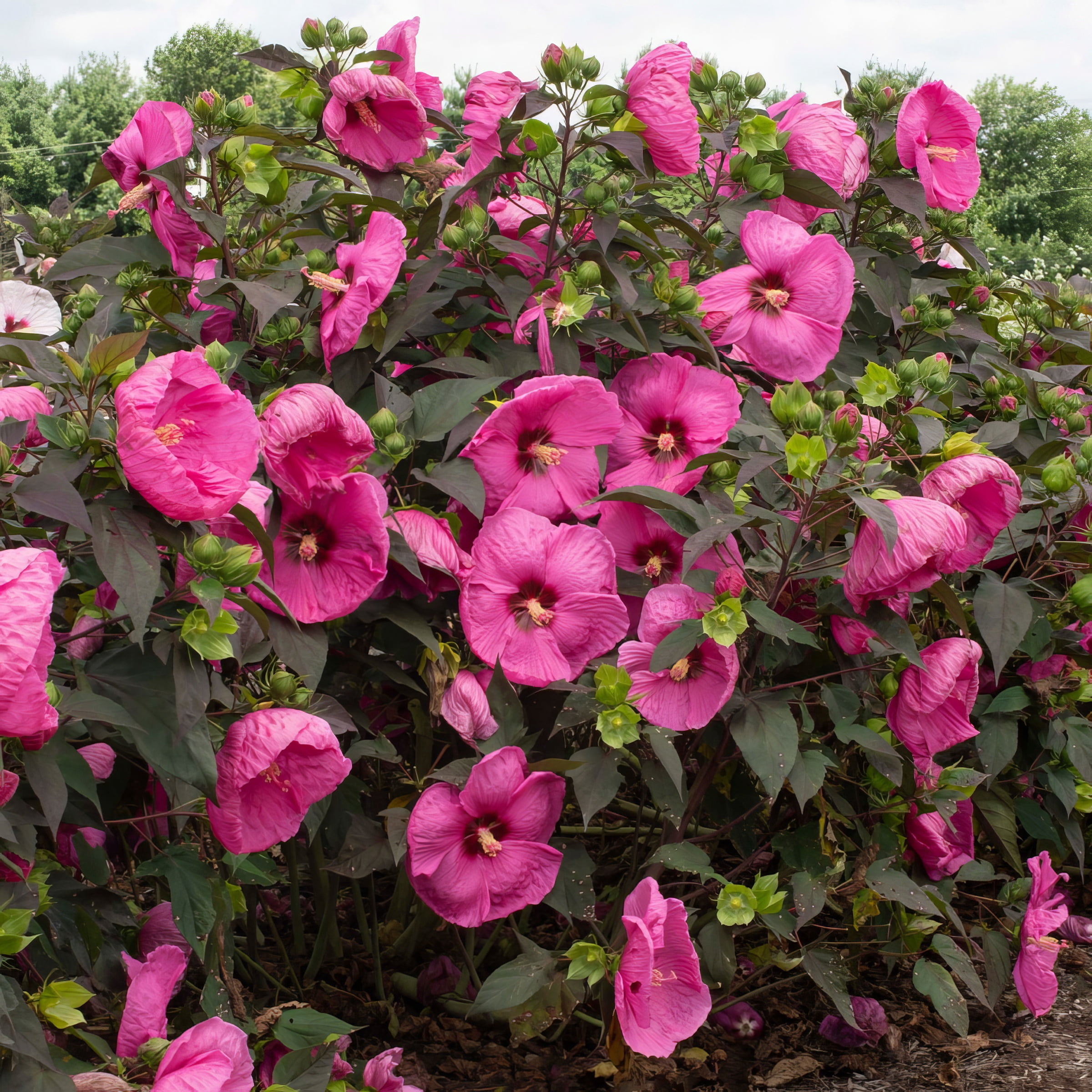 National Plant Network 3 gal Hibiscus Head over Heels Passion Live Perennial Plant Condition with Full Sunlight