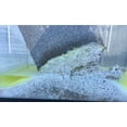thumbnail image 2 of Bullseye Products Super Quick Concrete Dissolver 22Oz, 2 of 4
