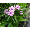 thumbnail image 4 of Pack of 4 Katie's Dwarf Pink Ruellia Live Starter Plants for Planting, Mexican Petunia Plants, Pink Flowers, 4 to 9 Inch Tall, No Ship Pot, 4 of 11
