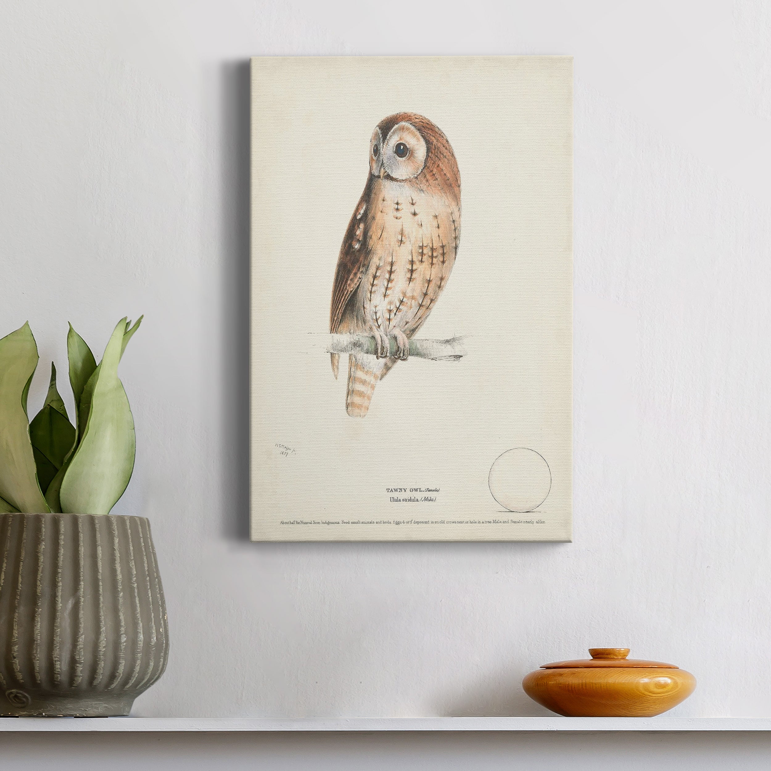 Tawny Owl Premium Gallery Wrapped Canvas - Ready to Hang