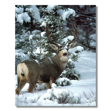 4x6 Antler Photo Frame Amazoncom Deer Antler Birth Print Announcement Baby Gift Woodland