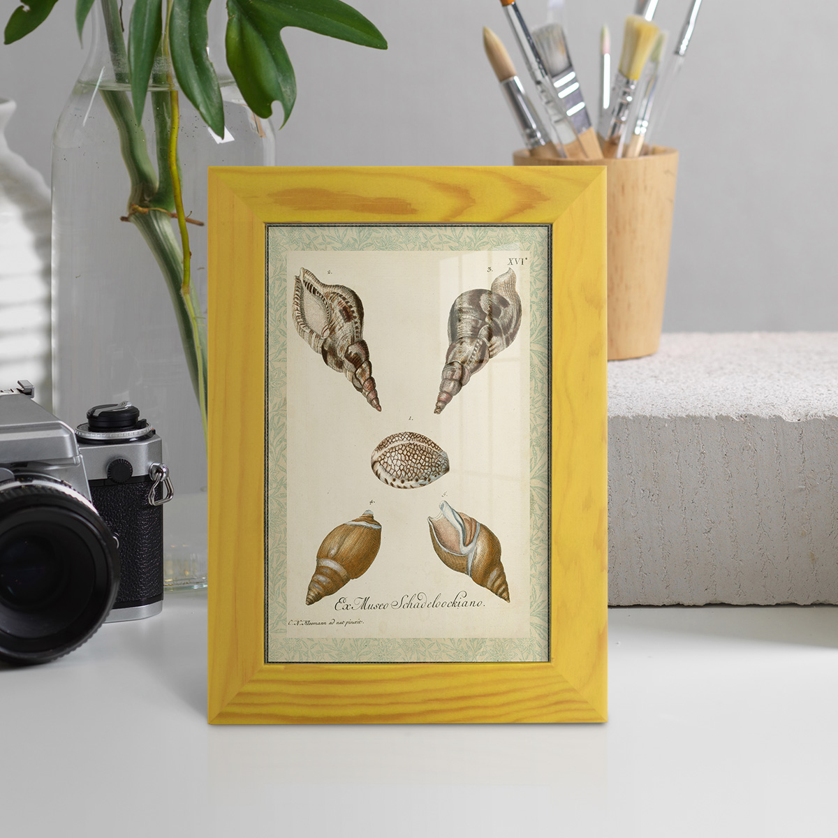 Bookplate Shells VIII - Framed Print w/glass - Sunflower Yellow