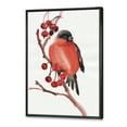 thumbnail image 3 of Red Bullfinch Bird Sitting On A Branch With Berries 30 in x 40 in Framed Painting Canvas Art Print, by Designart, 3 of 5