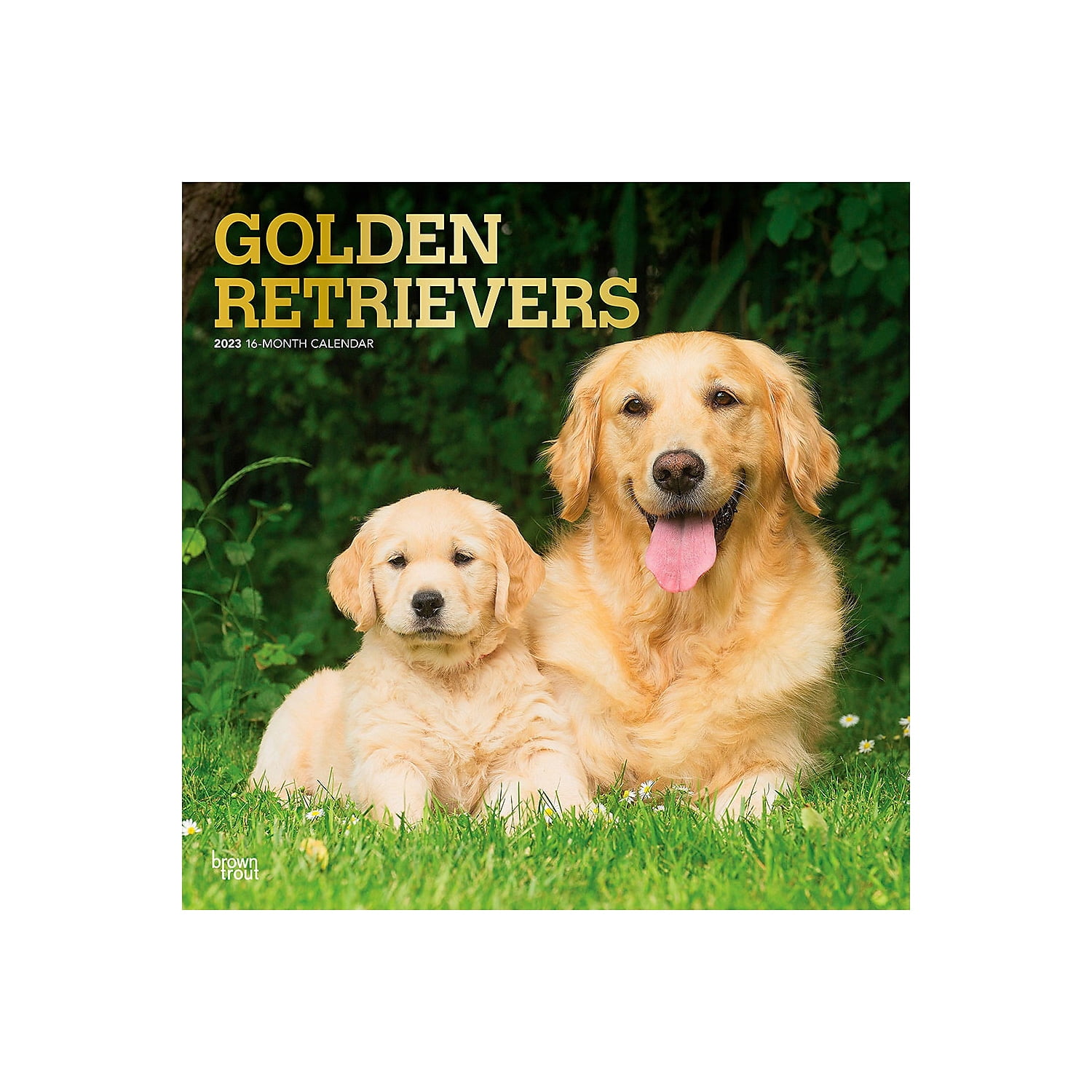 2023 BrownTrout Golden Retrievers 12'' x 12'' Monthly Wall Calendar (9781975449247)