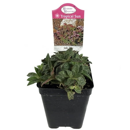 Miniature Tiger Jade Plant - Crassula - Easy to Grow House Plant - 2.5