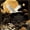 Black Gold, variant on Manfei Navy Koi Blackout Curtains, Gold Cloud Wave Curtains Pack of 2 (42x84 Each)