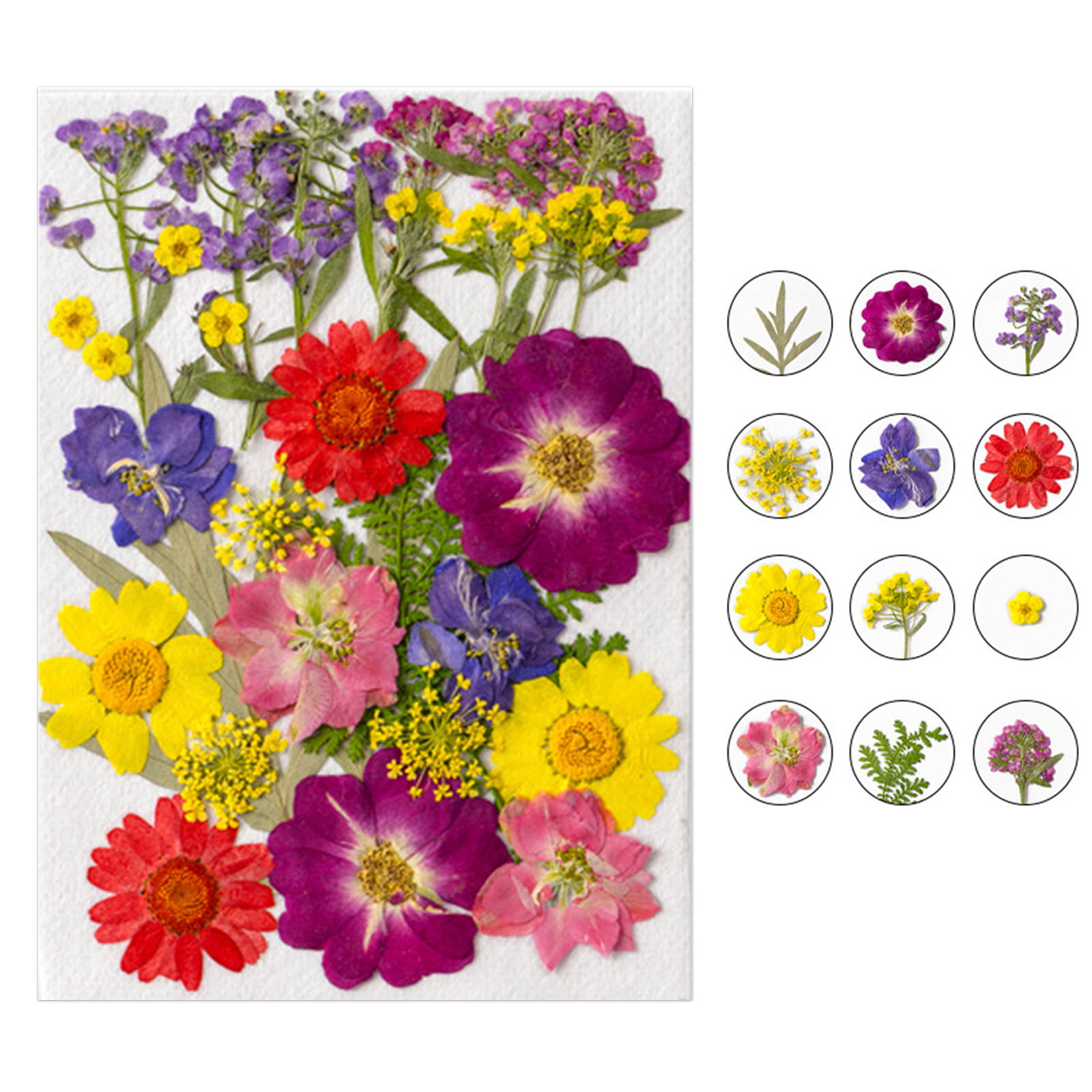 RUSR Dried Flower Material Package Real Pressed Dry Flowers