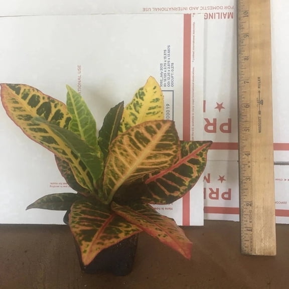 Croton Petra Live Starter Plant (1 Plant) – Less Than 12 Inches Tall