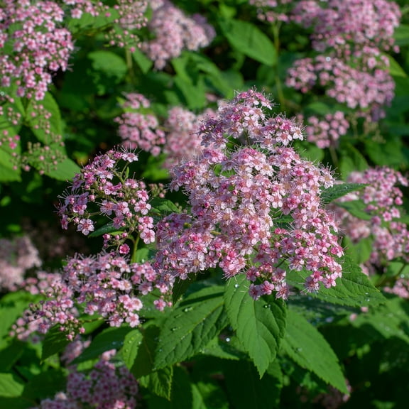 Direct Gardening 1 Gal. Pot, Little Princess Pink Flowering Spirea Bush Potted Shrub