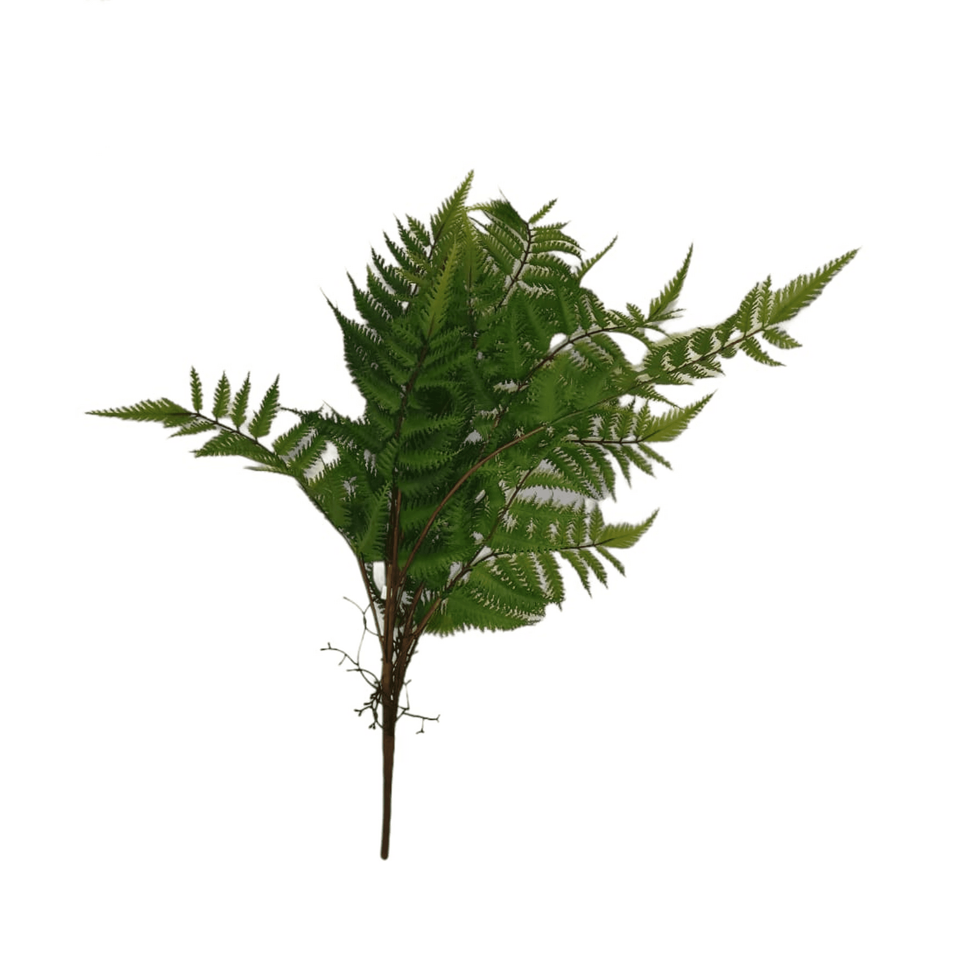 Planta Decorativa Helecho Pluma 75Cm