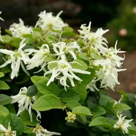 Emerald Snow® Fringe Flower - Loropetalum chinense 'Shang-white'