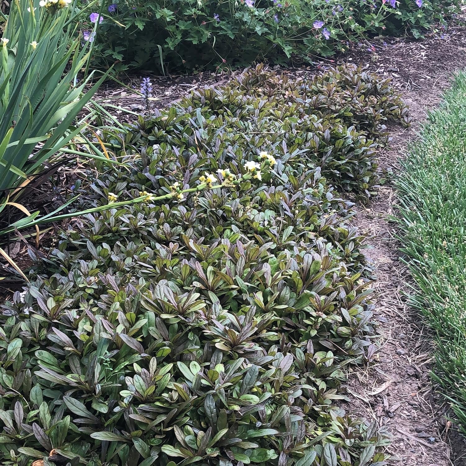 Ajuga Reptans Chocolate Chip I 3 Live Plants  Dense Ground Cover Plant with Miniature Dark Foliage, Perfect for Gardens, Borders, & Shaded Areas