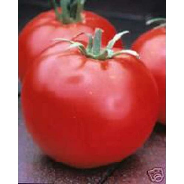 Tomato Celebrity Hybrid Great Garden Vegetable 10 Seeds