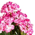 thumbnail image 2 of Vickerman 19.5" Artificial Light Pink Geranium Bush., 2 of 8