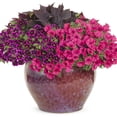 thumbnail image 4 of Proven Winners 4" Purple Superbells Blackcurrant Punch Calibrachoa Live Plant in 4.25" Pot (4 Count), 4 of 9