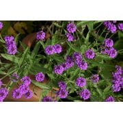 3 Homestead Purple Verbena Plant -Perennial Groundcover -Live Plant -4" Pot. Temp Sensitive. Order when your weather mild, not too hot, not too cold