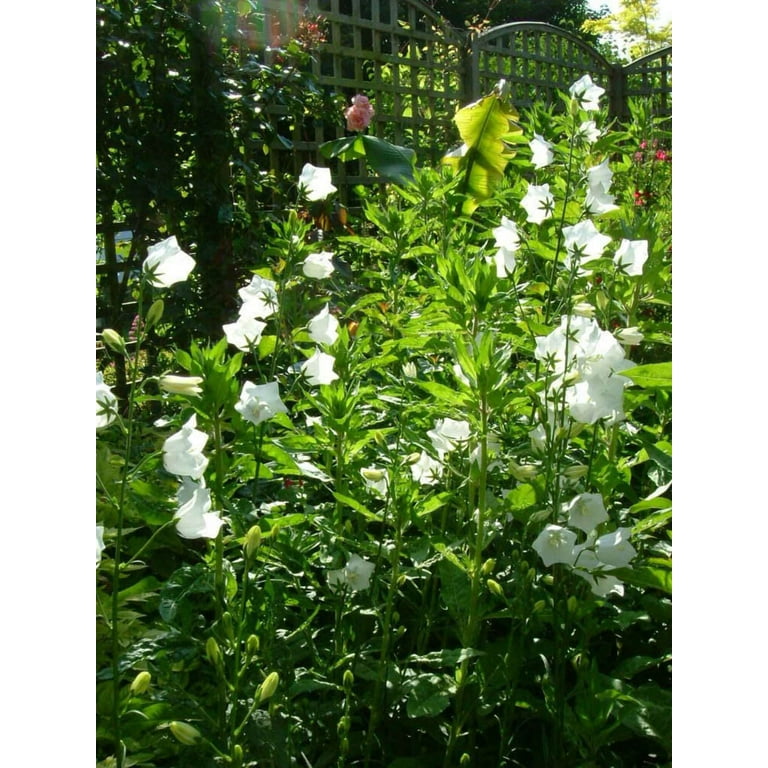 500 White PEACH LEAVED BELLFLOWER Campanula Persicifolia Flower Seeds
