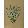 thumbnail image 2 of Arentine H. Arendsen 18x24 Gold Ornate Framed and Double Matted Museum Art Print Titled - IXia Viridiflora (1872-1881), 2 of 4