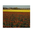 thumbnail image 2 of Gango Home Decor Tulips in Mt. Vernon by Ike Leahy (Printed on Paper); One 28x22in Fine Art Paper Giclee Print, 2 of 4