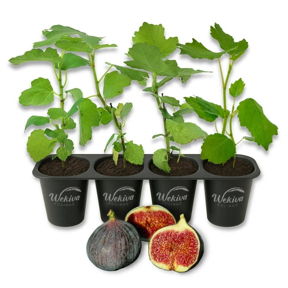 Chicago Hardy Fig Tree - 4 Live Starter Plants - Ficus Carica - Edible Fruit Tree for The Patio and Garden