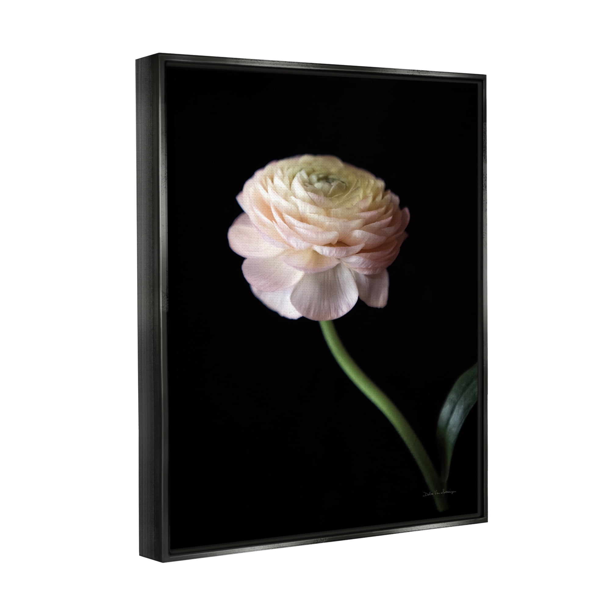 Stupell Industries Ranunculus on Black Botanical & Floral Photography Black Floater Framed Art Print Wall Art, 17 x 21
