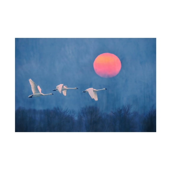 Trademark Fine Art Rob Li Foggy Sunrise Canvas Wall Art
