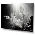 thumbnail image 2 of Designart "Monochrome Subaquatic Tranquility" Coastal Coral Under Water Canvas Wall Art, 2 of 7