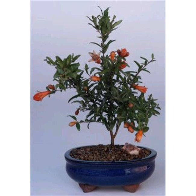Bonsai Boy C1295 Flowering Fruiting Dwarf Pomegranate Tree Punica Granatum Nana Small Walmart Com