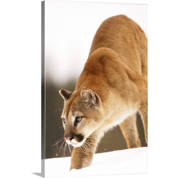 Great BIG Canvas | Richard Wear Premium Thick-Wrap Canvas entitled Cougar Hunting