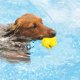 thumbnail image 3 of Greeniant Entrenamiento y burlas para perros con forma de palomitas de maíz, bolas para morder, juguete para saltar en todas las direcciones, Suministros para perros, 3 of 6