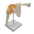 thumbnail image 3 of Modelo de articulación de hombro con ligamentos Características Clavícula, húmero y escápula para demostración anatómica Escuela Estudio Enseña Baoblaze Modelos de articulación del hombro, 3 of 8